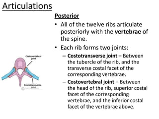 Articulations
Posterior
• All of the twelve ribs articulate
posteriorly with the vertebrae of
the spine.
• Each rib forms two joints:
– Costotransverse joint – Between
the tubercle of the rib, and the
transverse costal facet of the
corresponding vertebrae.
– Costovertebral joint – Between
the head of the rib, superior costal
facet of the corresponding
vertebrae, and the inferior costal
facet of the vertebrae above.
 