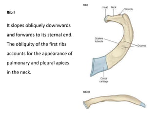Rib I
It slopes obliquely downwards
and forwards to its sternal end.
The obliquity of the first ribs
accounts for the appearance of
pulmonary and pleural apices
in the neck.
 