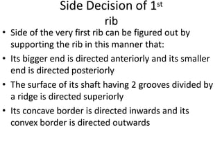 Side Decision of 1st
rib
• Side of the very first rib can be figured out by
supporting the rib in this manner that:
• Its bigger end is directed anteriorly and its smaller
end is directed posteriorly
• The surface of its shaft having 2 grooves divided by
a ridge is directed superiorly
• Its concave border is directed inwards and its
convex border is directed outwards
 