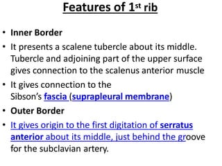 Features of 1st rib
• Inner Border
• It presents a scalene tubercle about its middle.
Tubercle and adjoining part of the upper surface
gives connection to the scalenus anterior muscle
• It gives connection to the
Sibson’s fascia (suprapleural membrane)
• Outer Border
• It gives origin to the first digitation of serratus
anterior about its middle, just behind the groove
for the subclavian artery.
 