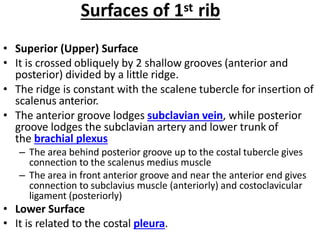 Surfaces of 1st rib
• Superior (Upper) Surface
• It is crossed obliquely by 2 shallow grooves (anterior and
posterior) divided by a little ridge.
• The ridge is constant with the scalene tubercle for insertion of
scalenus anterior.
• The anterior groove lodges subclavian vein, while posterior
groove lodges the subclavian artery and lower trunk of
the brachial plexus
– The area behind posterior groove up to the costal tubercle gives
connection to the scalenus medius muscle
– The area in front anterior groove and near the anterior end gives
connection to subclavius muscle (anteriorly) and costoclavicular
ligament (posteriorly)
• Lower Surface
• It is related to the costal pleura.
 
