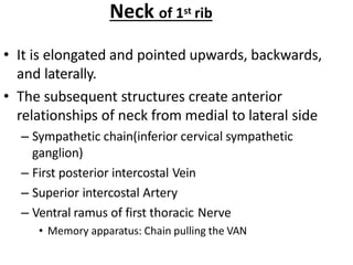 Neck of 1st rib
• It is elongated and pointed upwards, backwards,
and laterally.
• The subsequent structures create anterior
relationships of neck from medial to lateral side
– Sympathetic chain(inferior cervical sympathetic
ganglion)
– First posterior intercostal Vein
– Superior intercostal Artery
– Ventral ramus of first thoracic Nerve
• Memory apparatus: Chain pulling the VAN
 