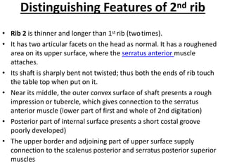 Distinguishing Features of 2nd rib
• Rib 2 is thinner and longer than 1st rib (twotimes).
• It has two articular facets on the head as normal. It has a roughened
area on its upper surface, where the serratus anterior muscle
attaches.
• Its shaft is sharply bent not twisted; thus both the ends of rib touch
the table top when put on it.
• Near its middle, the outer convex surface of shaft presents a rough
impression or tubercle, which gives connection to the serratus
anterior muscle (lower part of first and whole of 2nd digitation)
• Posterior part of internal surface presents a short costal groove
poorly developed)
• The upper border and adjoining part of upper surface supply
connection to the scalenus posterior and serratus posterior superior
muscles
 