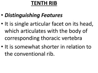 TENTH RIB
• Distinguishing Features
• It is single articular facet on its head,
which articulates with the body of
corresponding thoracic vertebra
• It is somewhat shorter in relation to
the conventional rib.
 