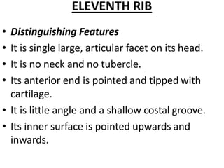 ELEVENTH RIB
• Distinguishing Features
• It is single large, articular facet on its head.
• It is no neck and no tubercle.
• Its anterior end is pointed and tipped with
cartilage.
• It is little angle and a shallow costal groove.
• Its inner surface is pointed upwards and
inwards.
 