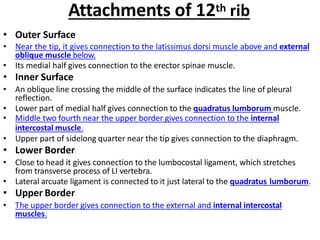 Attachments of 12th rib
• Outer Surface
• Near the tip, it gives connection to the latissimus dorsi muscle above and external
oblique muscle below.
• Its medial half gives connection to the erector spinae muscle.
• Inner Surface
• An oblique line crossing the middle of the surface indicates the line of pleural
reflection.
• Lower part of medial half gives connection to the quadratus lumborum muscle.
• Middle two fourth near the upper border gives connection to the internal
intercostal muscle.
• Upper part of sidelong quarter near the tip gives connection to the diaphragm.
• Lower Border
• Close to head it gives connection to the lumbocostal ligament, which stretches
from transverse process of LI vertebra.
• Lateral arcuate ligament is connected to it just lateral to the quadratus lumborum.
• Upper Border
• The upper border gives connection to the external and internal intercostal
muscles.
 