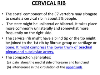 CERVICAL RIB
• The costal component of the C7 vertebra may elongate
to create a cervical rib in about 5% people.
• The state might be unilateral or bilateral. It takes place
more commonly unilaterally and somewhat more
frequently on the right side.
• The cervical rib might have a blind tip or the tip might
be joined to the 1st rib by fibrous group or cartilage or
bone. It might compress the lower trunk of brachial
plexus and subclavian artery.
• The compaction generates:
(a) pain along the medial side of forearm and hand and
(b) interference in the circulation of the upper limb.
 