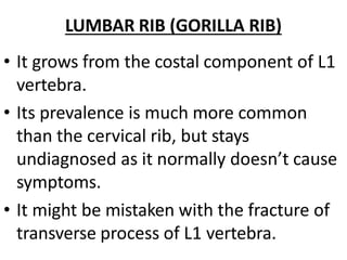 LUMBAR RIB (GORILLA RIB)
• It grows from the costal component of L1
vertebra.
• Its prevalence is much more common
than the cervical rib, but stays
undiagnosed as it normally doesn’t cause
symptoms.
• It might be mistaken with the fracture of
transverse process of L1 vertebra.
 