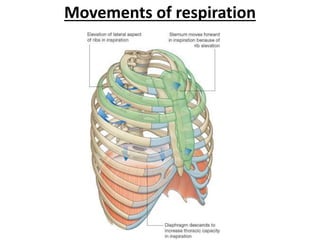 Movements of respiration
 
