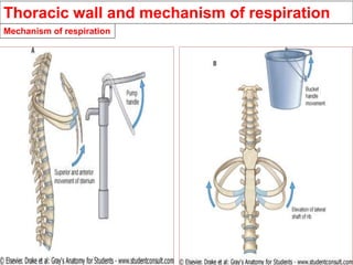 Mechanism of respiration
Thoracic wall and mechanism of respiration
 