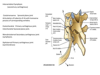Intervertebral Symphysis
(second-ary cartilaginous)
Costotransverse Synovial plane joint
Articulation of tubercle of rib with transverse
process of corresponding vertebra.
Costochondral Primary cartilaginous joint.
Interchondral Synovial plane joint.
Manubriosternal Secondary cartilaginous joint
(symphysis).
Xiphisternal Primary cartilaginous joint
(synchondrosis)
 