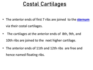 Costal Cartilages
• The anterior ends of first 7 ribs are joined to the sternum
via their costal cartilages.
• The cartilages at the anterior ends of 8th, 9th, and
10th ribs are joined to the next higher cartilage.
• The anterior ends of 11th and 12th ribs are free and
hence named floating ribs.
 