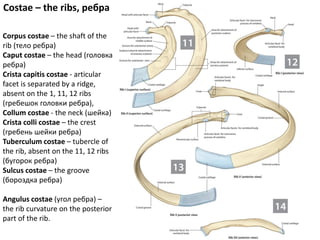 Separated Ribs ribs.pdf