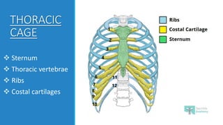Anatomy of RIBS and the thoracic cage with function | PPTX