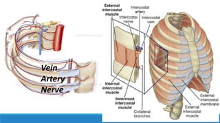 Anatomy of RIBS and the thoracic cage with function | PPTX