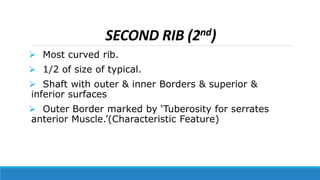 Anatomy of RIBS and the thoracic cage with function | PPTX
