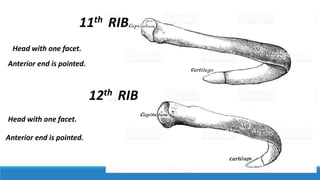 Number 12 Rib Anatomy of RIBS and the thoracic cage with function | PPTX