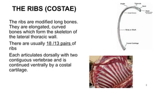 Flanged Ribs ribs, sternum anatomy veterinary. .pptx