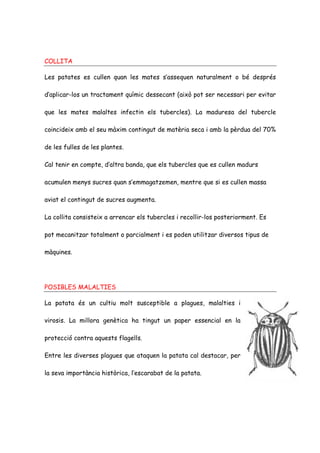 COLLITA

Les patates es cullen quan les mates s’assequen naturalment o bé després

d’aplicar-los un tractament químic dessecant (això pot ser necessari per evitar

que les mates malaltes infectin els tubercles). La maduresa del tubercle

coincideix amb el seu màxim contingut de matèria seca i amb la pèrdua del 70%

de les fulles de les plantes.

Cal tenir en compte, d’altra banda, que els tubercles que es cullen madurs

acumulen menys sucres quan s’emmagatzemen, mentre que si es cullen massa

aviat el contingut de sucres augmenta.

La collita consisteix a arrencar els tubercles i recollir-los posteriorment. Es

pot mecanitzar totalment o parcialment i es poden utilitzar diversos tipus de

màquines.




POSIBLES MALALTIES

La patata és un cultiu molt susceptible a plagues, malalties i

virosis. La millora genètica ha tingut un paper essencial en la

protecció contra aquests flagells.

Entre les diverses plagues que ataquen la patata cal destacar, per

la seva importància històrica, l’escarabat de la patata.
 