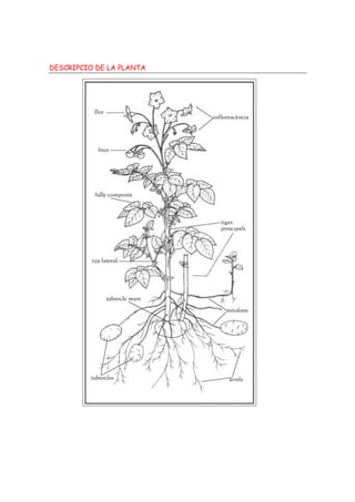 DESCRIPCIO DE LA PLANTA
 