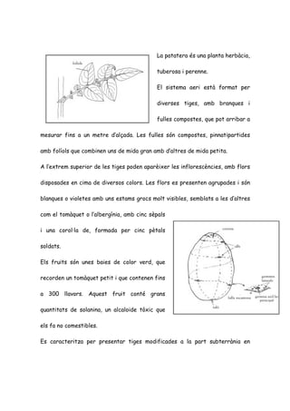 La patatera és una planta herbàcia,

                                           tuberosa i perenne.

                                           El sistema aeri està format per

                                           diverses tiges, amb branques i

                                           fulles compostes, que pot arribar a

mesurar fins a un metre d’alçada. Les fulles són compostes, pinnatipartides

amb folíols que combinen uns de mida gran amb d’altres de mida petita.

A l’extrem superior de les tiges poden aparèixer les inflorescències, amb flors

disposades en cima de diversos colors. Les flors es presenten agrupades i són

blanques o violetes amb uns estams grocs molt visibles, semblats a les d’altres

com el tomàquet o l’albergínia, amb cinc sèpals

i una corol·la de, formada per cinc pètals

soldats.

Els fruits són unes baies de color verd, que

recorden un tomàquet petit i que contenen fins

a 300 llavors. Aquest fruit conté grans

quantitats de solanina, un alcaloide tòxic que

els fa no comestibles.

Es caracteritza per presentar tiges modificades a la part subterrània en
 