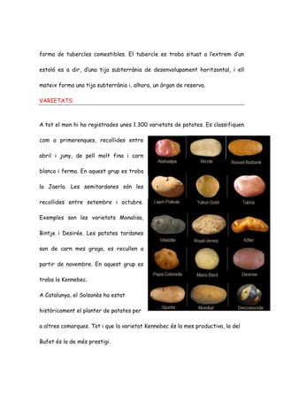 forma de tubercles comestibles. El tubercle es troba situat a l’extrem d’un

estoló es a dir, d’una tija subterrània de desenvolupament horitzontal, i ell

mateix forma una tija subterrània i, alhora, un òrgan de reserva.

VARIETATS



A tot el mon hi ha registrades unes 1.300 varietats de patates. Es classifiquen

com a primerenques, recollides entre

abril i juny, de pell molt fina i carn

blanca i ferma. En aquest grup es troba

la Jaerla. Les semitardanes són les

recollides entre setembre i octubre.

Exemples son les varietats Monalisa,

Bintje i Desirée. Les patates tardanes

son de carn mes groga, es recullen a

partir de novembre. En aquest grup es

troba la Kennebec.

A Catalunya, el Solsonès ha estat

històricament el planter de patates per

a altres comarques. Tot i que la varietat Kennebec és la mes productiva, la del

Bufet és la de més prestigi.
 