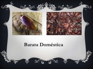 Barata Doméstica
 