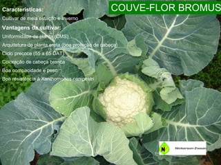 Características: Cultivar de meia estação e Inverno Vantagens da cultivar: Uniformidade de planta (CMS) Arquitetura de planta ereta (boa proteção de cabeça) Ciclo precoce (55 a 65 DAT) Coloração de cabeça branca Boa compacidade e peso Boa resistência à Xanthomonas campestri  COUVE-FLOR BROMUS 