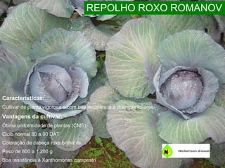 Características: Cultivar de planta vigorosa e com boa resistência à doenças foliares Vantagens da cultivar: Ótima uniformidade de plantas (CMS) Ciclo normal 80 a 90 DAT Coloração de cabeça roxa brilhante Peso de 800 a 1.200 g Boa resistência à Xanthomonas campestri  REPOLHO ROXO ROMANOV 