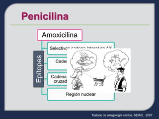 Amoxicilina
           Selectivos cadena lateral de AX
Epítopes


             Cadena lateral y parte del
                     núcleo

           Cadena lateral con reactividad
            cruzada con otras BP y CP

                   Región nuclear



                               Tratado de alergología clínica. SEIAC. 2007
 