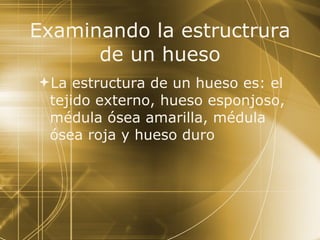Examinando la estructrura de un hueso La estructura de un hueso es: el tejido externo, hueso esponjoso, médula óse a amarilla, médula ósea roja y hueso duro   