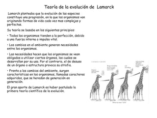 Teoría de la evolución de  Lamarck    Lamarck planteaba que la evolución de las especies constituye una progresión, en la que los organismos van originando formas de vida cada vez mas complejas y perfectas. Su teoría se basaba en los siguientes principios: Todos los organismos tienden a la perfección, debido a una fuerza interna o impulso vital. Los cambios en el ambiente generan necesidades entre los organismos. Las necesidades hacen que los organismos se vean obligados a utilizar ciertos órganos, los cuales se desarrollan por su uso. Por el contrario, el de desuso de un órgano o estructura provoca su atrofia. Frente a los cambios del ambiente, surgen características en los organismos, llamadas caracteres adquiridos, que se heredan de generación en generación. El gran aporte de Lamarck es haber postulado la primera teoría científica de la evolución.  
