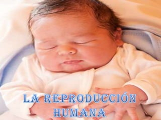 La reproducción humana
 