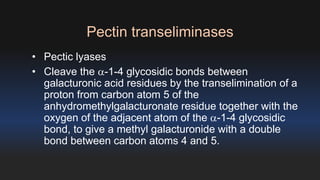 Pectin transeliminases 
• Pectic lyases 
• Cleave the a-1-4 glycosidic bonds between 
galacturonic acid residues by the transelimination of a 
proton from carbon atom 5 of the 
anhydromethylgalacturonate residue together with the 
oxygen of the adjacent atom of the a-1-4 glycosidic 
bond, to give a methyl galacturonide with a double 
bond between carbon atoms 4 and 5. 
 