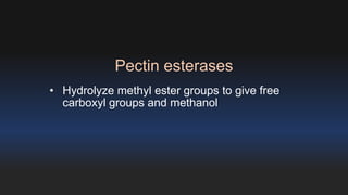 Pectin esterases 
• Hydrolyze methyl ester groups to give free 
carboxyl groups and methanol 
 