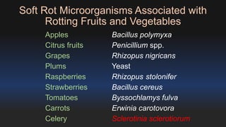 Soft Rot Microorganisms Associated with 
Rotting Fruits and Vegetables 
Apples Bacillus polymyxa 
Citrus fruits Penicillium spp. 
Grapes Rhizopus nigricans 
Plums Yeast 
Raspberries Rhizopus stolonifer 
Strawberries Bacillus cereus 
Tomatoes Byssochlamys fulva 
Carrots Erwinia carotovora 
Celery Sclerotinia sclerotiorum 
 