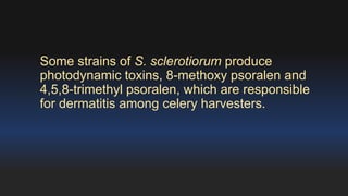 Some strains of S. sclerotiorum produce 
photodynamic toxins, 8-methoxy psoralen and 
4,5,8-trimethyl psoralen, which are responsible 
for dermatitis among celery harvesters. 
 