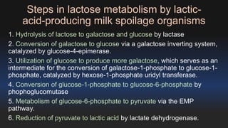 Steps in lactose metabolism by lactic-acid- 
producing milk spoilage organisms 
1. Hydrolysis of lactose to galactose and glucose by lactase 
2. Conversion of galactose to glucose via a galactose inverting system, 
catalyzed by glucose-4-epimerase. 
3. Utilization of glucose to produce more galactose, which serves as an 
intermediate for the conversion of galactose-1-phosphate to glucose-1- 
phosphate, catalyzed by hexose-1-phosphate uridyl transferase. 
4. Conversion of glucose-1-phosphate to glucose-6-phosphate by 
phophoglucomutase 
5. Metabolism of glucose-6-phosphate to pyruvate via the EMP 
pathway. 
6. Reduction of pyruvate to lactic acid by lactate dehydrogenase. 
 