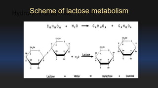 HydrolSyscihs eomf leac otof sleactose metabolism 
 