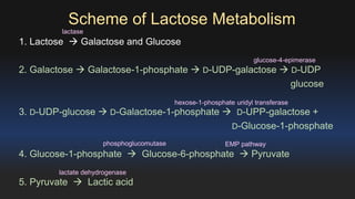 Scheme of Lactose Metabolism 
1. Lactose  Galactose and Glucose 
2. Galactose  Galactose-1-phosphate  D-UDP-galactose  D-UDP 
glucose 
3. D-UDP-glucose  D-Galactose-1-phosphate  D-UPP-galactose + 
D-Glucose-1-phosphate 
4. Glucose-1-phosphate  Glucose-6-phosphate  Pyruvate 
5. Pyruvate  Lactic acid 
glucose-4-epimerase 
phosphoglucomutase EMP pathway 
lactate dehydrogenase 
hexose-1-phosphate uridyl transferase 
lactase 
 