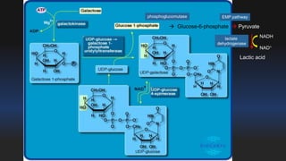 phosphoglucomutase EMP pathway 
 Glucose-6-phosphate  Pyruvate 
Lactic acid 
lactate 
dehydrogenase 
NADH 
NAD+ 
 