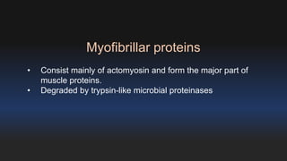 Myofibrillar proteins 
• Consist mainly of actomyosin and form the major part of 
muscle proteins. 
• Degraded by trypsin-like microbial proteinases 
 