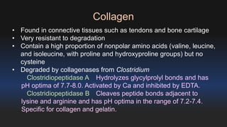 Collagen 
• Found in connective tissues such as tendons and bone cartilage 
• Very resistant to degradation 
• Contain a high proportion of nonpolar amino acids (valine, leucine, 
and isoleucine, with proline and hydroxyproline groups) but no 
cysteine 
• Degraded by collagenases from Clostridium 
Clostridiopeptidase A Hydrolyzes glycylprolyl bonds and has 
pH optima of 7.7-8.0. Activated by Ca and inhibited by EDTA. 
Clostridiopeptidase B Cleaves peptide bonds adjacent to 
lysine and arginine and has pH optima in the range of 7.2-7.4. 
Specific for collagen and gelatin. 
 