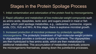 Stages in the Protein Spoilage Process 
1. Initial contamination and colonization of the protein food by microorganisms. 
2. Rapid utilization and metabolism of low-molecular-weight compounds such 
as amino acids, dipeptides, lactic acid, and sugars present in meat or fish 
juices, which yield spoilage metabolites, e.g., cadaverine, putrescine, organic 
acids, CO2, H2S and NH3. At this stage, there is explosive microbial growth. 
3. Increased production of microbial proteases by proteolytic spoilage 
microorganisms. The proteolytic breakdown of high-molecular-weight proteins 
to oligopeptides provides a continued supply of nutrients. The oligopeptides 
are then hydrolyzed to free amino acids, which are then metabolized to 
additional metabolites. This accumulation of metabolites eventually poisons 
the microorganisms themselves, slowing down the putrefactive processes. 
 