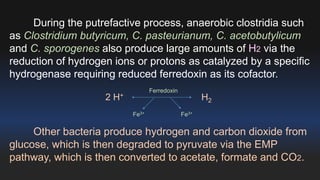 During the putrefactive process, anaerobic clostridia such 
as Clostridium butyricum, C. pasteurianum, C. acetobutylicum 
and C. sporogenes also produce large amounts of H2 via the 
reduction of hydrogen ions or protons as catalyzed by a specific 
hydrogenase requiring reduced ferredoxin as its cofactor. 
Ferredoxin 
2 H+ H2 
Fe3+ Fe3+ 
Other bacteria produce hydrogen and carbon dioxide from 
glucose, which is then degraded to pyruvate via the EMP 
pathway, which is then converted to acetate, formate and CO2. 
 