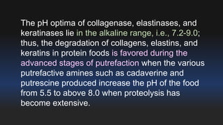 The pH optima of collagenase, elastinases, and 
keratinases lie in the alkaline range, i.e., 7.2-9.0; 
thus, the degradation of collagens, elastins, and 
keratins in protein foods is favored during the 
advanced stages of putrefaction when the various 
putrefactive amines such as cadaverine and 
putrescine produced increase the pH of the food 
from 5.5 to above 8.0 when proteolysis has 
become extensive. 
 