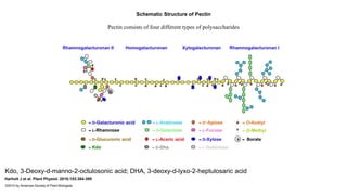 Schematic Structure of Pectin 
Pectin consists of four different types of polysaccharides 
Kdo, 3-Deoxy-d-manno-2-octulosonic acid; DHA, 3-deoxy-d-lyxo-2-heptulosaric acid 
Harholt J et al. Plant Physiol. 2010;153:384-395 
©2010 by American Society of Plant Biologists 
 