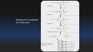 Acyl CoA dehydrogenase 
Enoyl CoA hydratase 
-hydroxylCoA dehydrogenase 
Thiolase 
Pathway for -oxidation 
Of a Fatty Acid 
