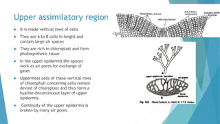 Upper assimilatory region
 It is made vertical rows of cells
 They are 6 to 8 cells in height and
contain large air spaces
 They are rich in chloroplast and form
photosynthetic tissue
 In the upper epidermis the spaces
work as air pores for exchange of
gases
 Uppermost cells of these vertical rows
of chlorophyll-containing cells remain
devoid of chloroplast and thus form a
hyaline discontinuous layer of upper
epidermis.
 Continuity of the upper epidermis is
broken by many air pores.
 