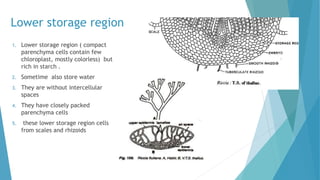 Lower storage region
1. Lower storage region ( compact
parenchyma cells contain few
chloroplast, mostly colorless) but
rich in starch .
2. Sometime also store water
3. They are without intercellular
spaces
4. They have closely packed
parenchyma cells
5. these lower storage region cells
from scales and rhizoids
 